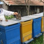 un dezastruos pentru productia de miere in romania