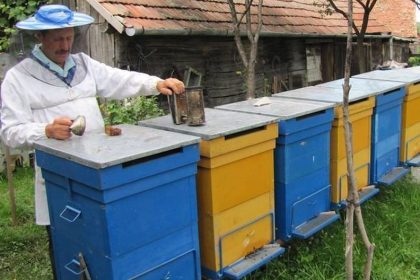 un dezastruos pentru productia de miere in romania