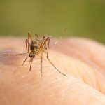 Alerta persoana infectata cu virusul West Nile in Sibiu