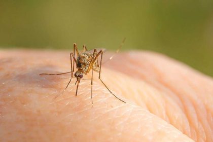 Alerta persoana infectata cu virusul West Nile in Sibiu