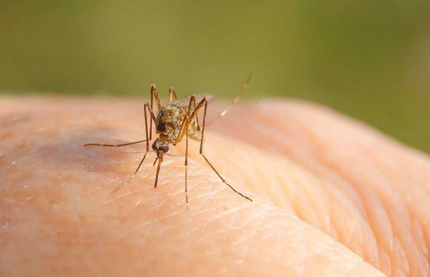 Alerta persoana infectata cu virusul West Nile in Sibiu