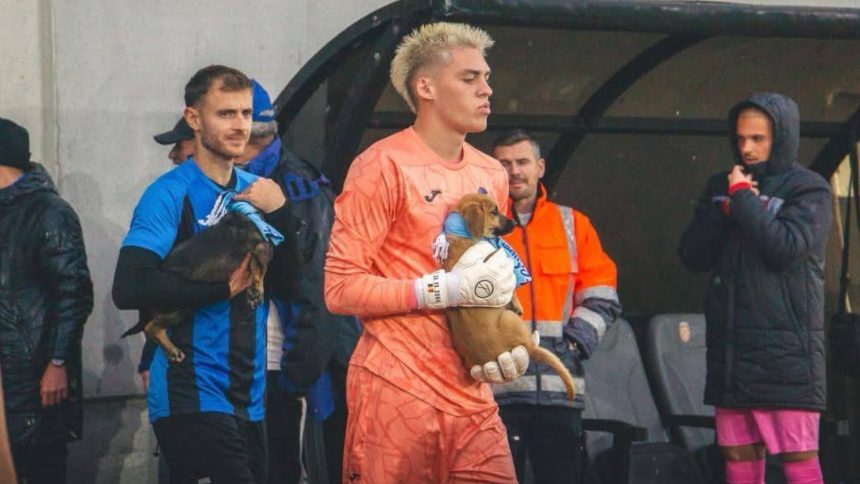 Catelusii care au furat startul meciului FC Inter Sibiu