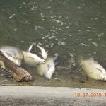 Controale mai severe la balastiere si ape poluate