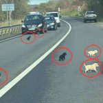 Cruzime la Medias 10 catelusi salvati de o tanara