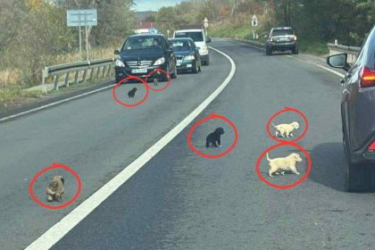 Cruzime la Medias 10 catelusi salvati de o tanara
