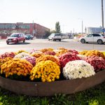 Explozie de culoare la Sibiu cu 500 de arbori