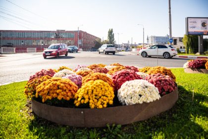 Explozie de culoare la Sibiu cu 500 de arbori