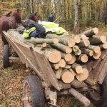 Furt de lemne la Rusciori barbat prins taiind copaci