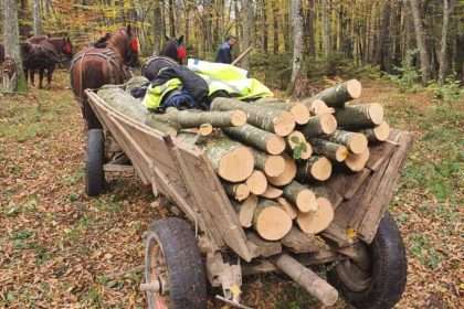 Furt de lemne la Rusciori barbat prins taiind copaci