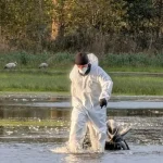Mii de cocori morti langa Berlin din cauza gripei aviare