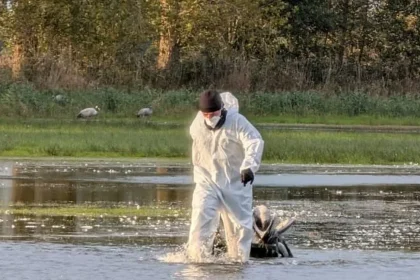 Mii de cocori morti langa Berlin din cauza gripei aviare