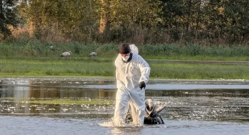 Mii de cocori morti langa Berlin din cauza gripei aviare
