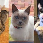 Mister la Sibiu disparitii de pisici in cartiere