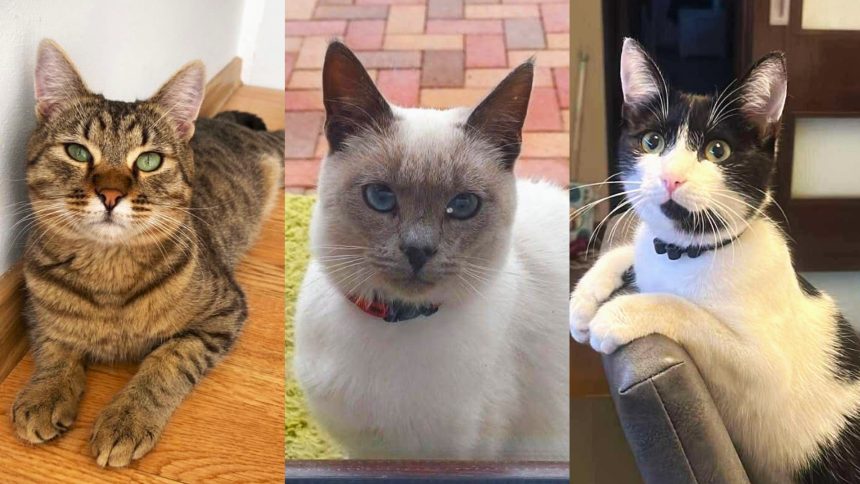 Mister la Sibiu disparitii de pisici in cartiere