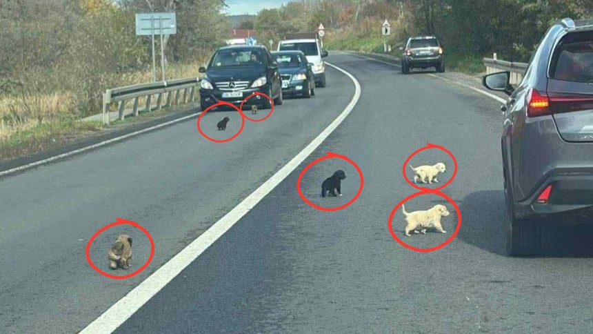 Politia s a autosesizat in cazul celor 10 catelusi abandonati