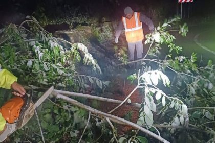 Tanarul a fost externat dupa ce un copac a cazut pe masina sa