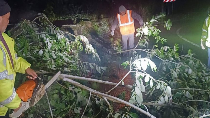 Tanarul a fost externat dupa ce un copac a cazut pe masina sa