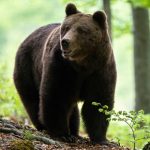 Turist atacat de un urs pe un traseu montan