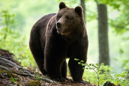 Turist atacat de un urs pe un traseu montan