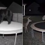 Atentie Videoclipuri AI aproape imposibil de detectat