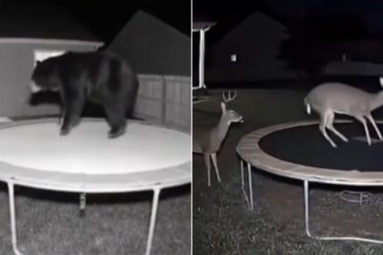 Atentie Videoclipuri AI aproape imposibil de detectat