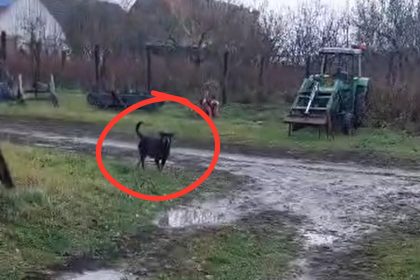 Cosmar la Porumbacu de Jos Rottweilerii au revenit