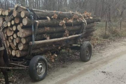 Doi localnici din Dumbraveni prinsi cu lemn furat