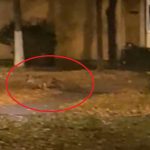 Doua vulpi vin seara de seara in cartier