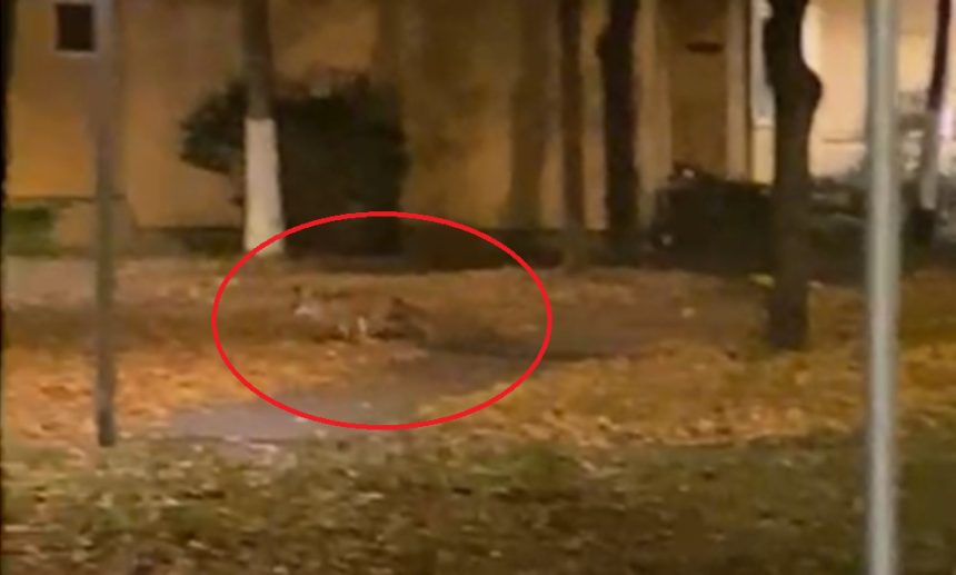 Doua vulpi vin seara de seara in cartier