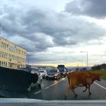 Imagini atipice la Sibiu O cireada de vaci invading o strada