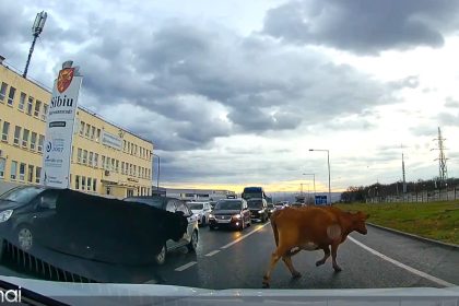 Imagini atipice la Sibiu O cireada de vaci invading o strada