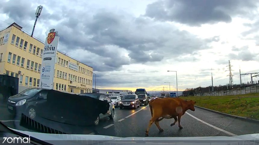 Imagini atipice la Sibiu O cireada de vaci invading o strada