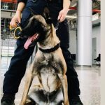 Kira noua vedeta a Centrului Chinologic Sibiu