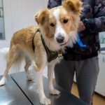 Mediesenii au reactionat exemplar sterilizrile gratuite s au terminat rapid