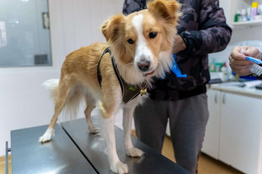 Mediesenii au reactionat exemplar sterilizrile gratuite s au terminat rapid