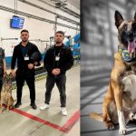 Noul Ordin MAI modifica regulile pentru cainii de serviciu