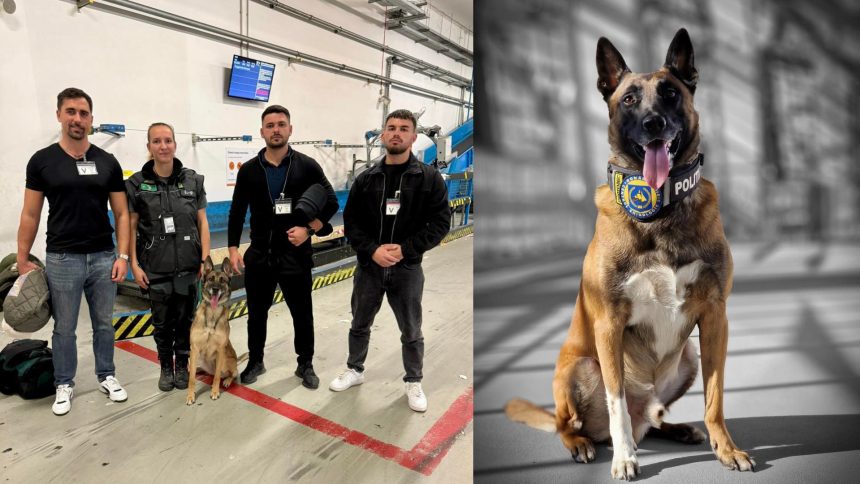 Noul Ordin MAI modifica regulile pentru cainii de serviciu