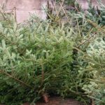 Peste 16000 de brazi romanesti pregatiti de vanzare