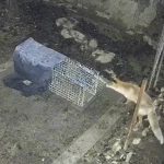 Vulpea imposibil de prins la Sibiu rade de capcane