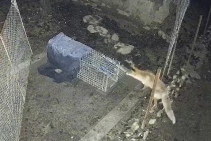 Vulpea imposibil de prins la Sibiu rade de capcane