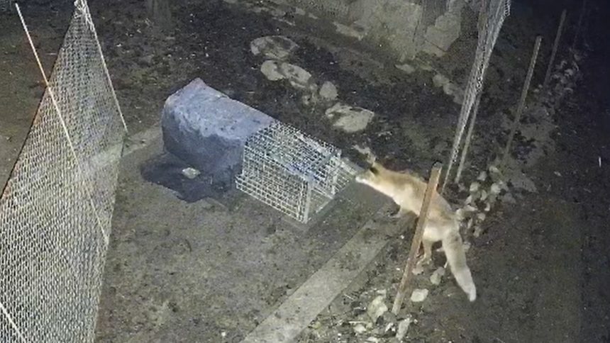 Vulpea imposibil de prins la Sibiu rade de capcane