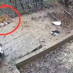 vulpile provoaca haos in sibiu 5 rate ucise