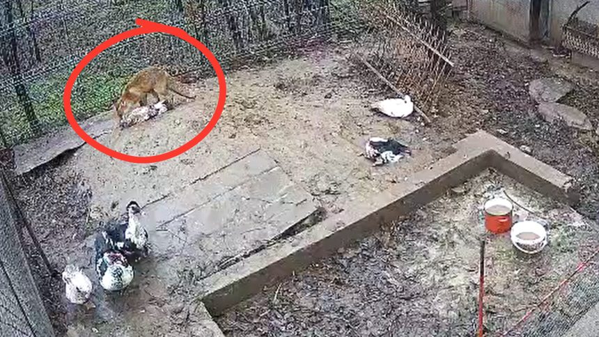 vulpile provoaca haos in sibiu 5 rate ucise