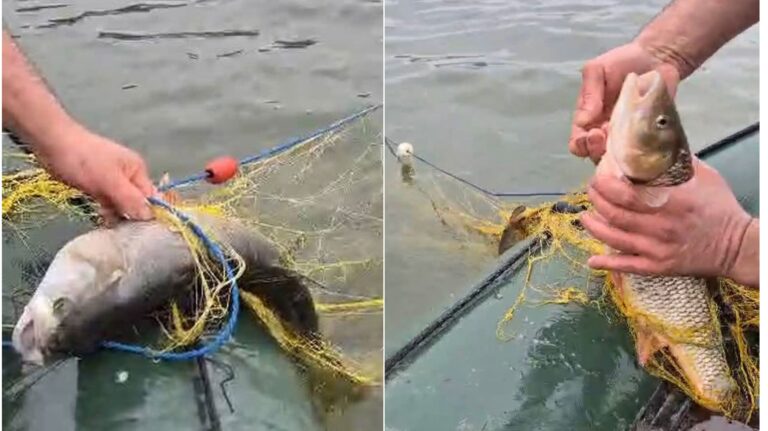 AJVPS Sibiu solicita ajutor Vino sa i prindem pe hotii de peste