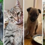 Adoptiile scad de sarbatori in Sibiu motivele renuntarii celor din asociatii