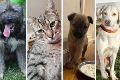 Adoptiile scad de sarbatori in Sibiu motivele renuntarii celor din asociatii
