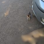 Alarma in Cartierul Arhitectilor Pisici ucise suspect