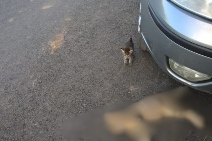 Alarma in Cartierul Arhitectilor Pisici ucise suspect