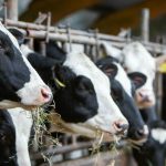 Alert sanitar focar de Boala Limbii Albastre