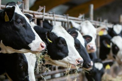 Alert sanitar focar de Boala Limbii Albastre